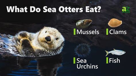 otter fish|The Diet of a Sea Otter: What Sea Otters Eat and Why It Matters.